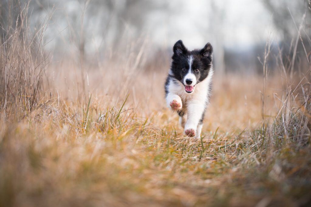 Running border collie puppy in winter time