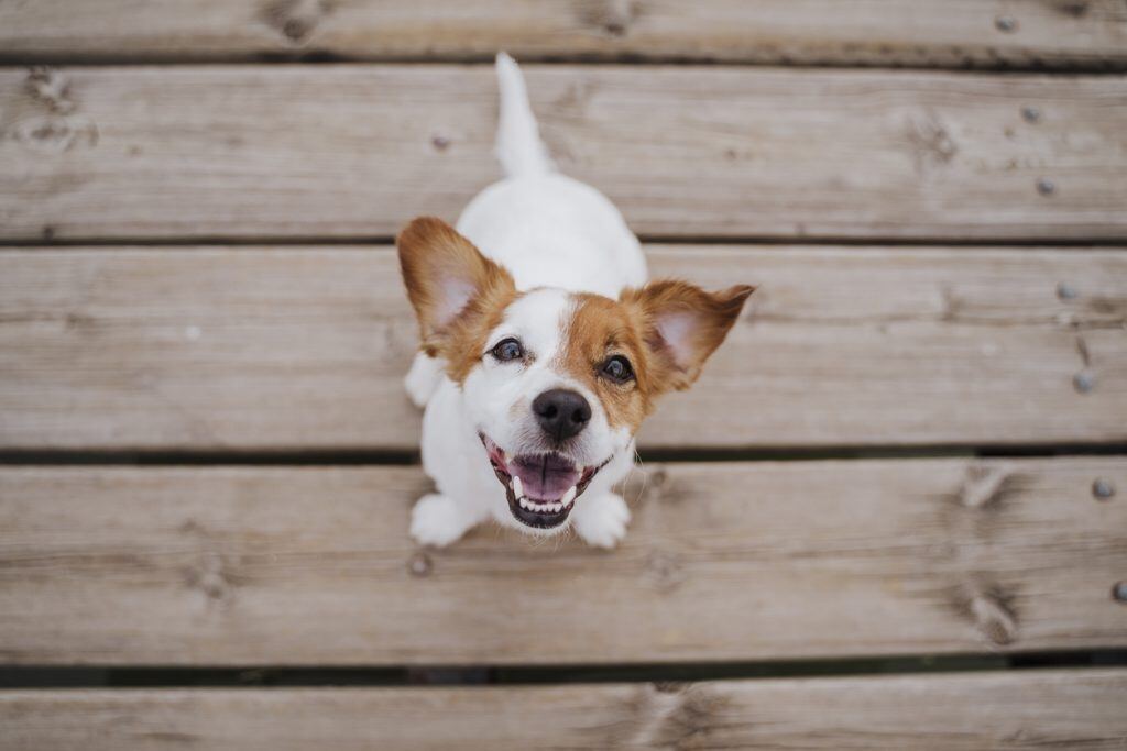 Top view of cute small jack russell terrier dog sitting on a wood bridge outdoors and looking at the camera.