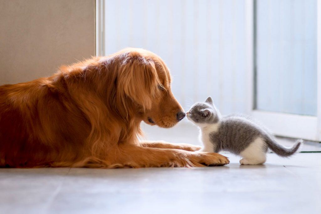 A dog and kitten touching noses | Motif