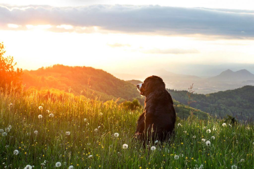 Portrait of Bernese Mountain Dog looking over the mountains at sunset