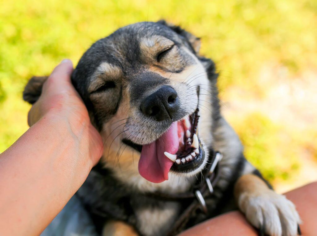 A dog getting scratched behind their ear | Motif