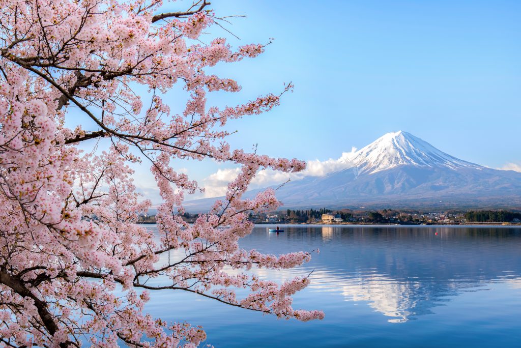 Cherry blossoms in Tokyo, Japan contrast against snowy background | Motif