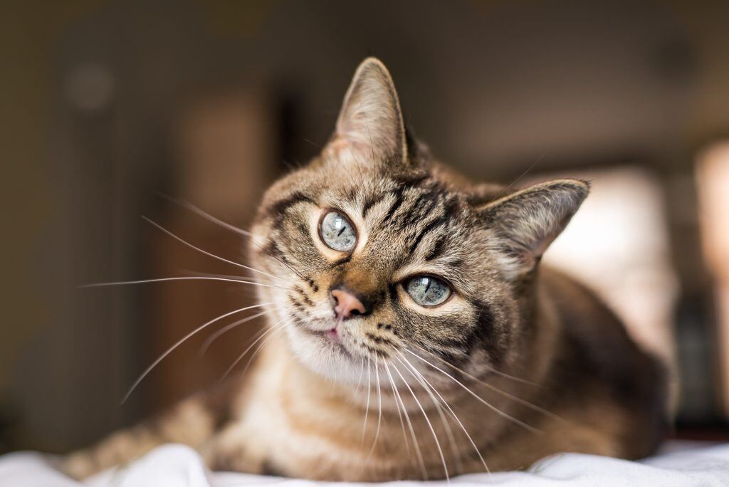 The focus is on this cat’s blue eyes, making for a great pet photo.