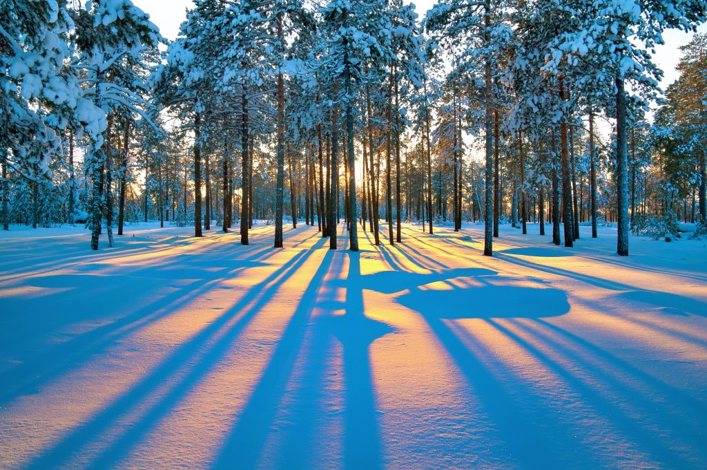 Blue tree shadows in the snow showing how light color affects images | Motif