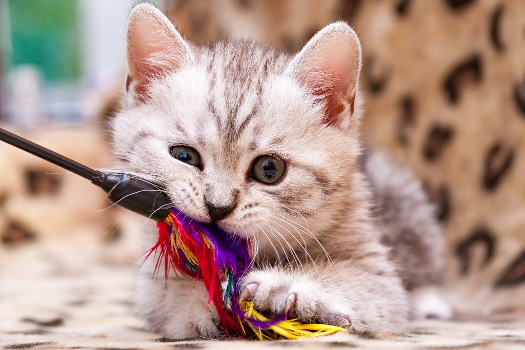 Get great pet photos from a kitten playing with a feather wand toy.