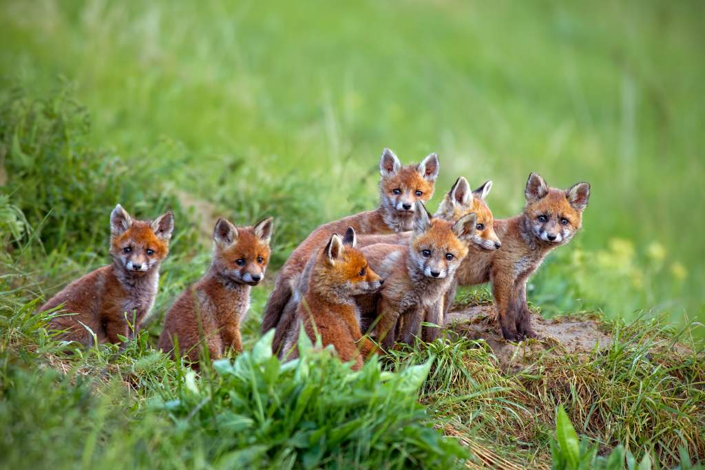 Wildlife photography ideas: a monochrome green background keeps the focus on 7 red fox cubs.