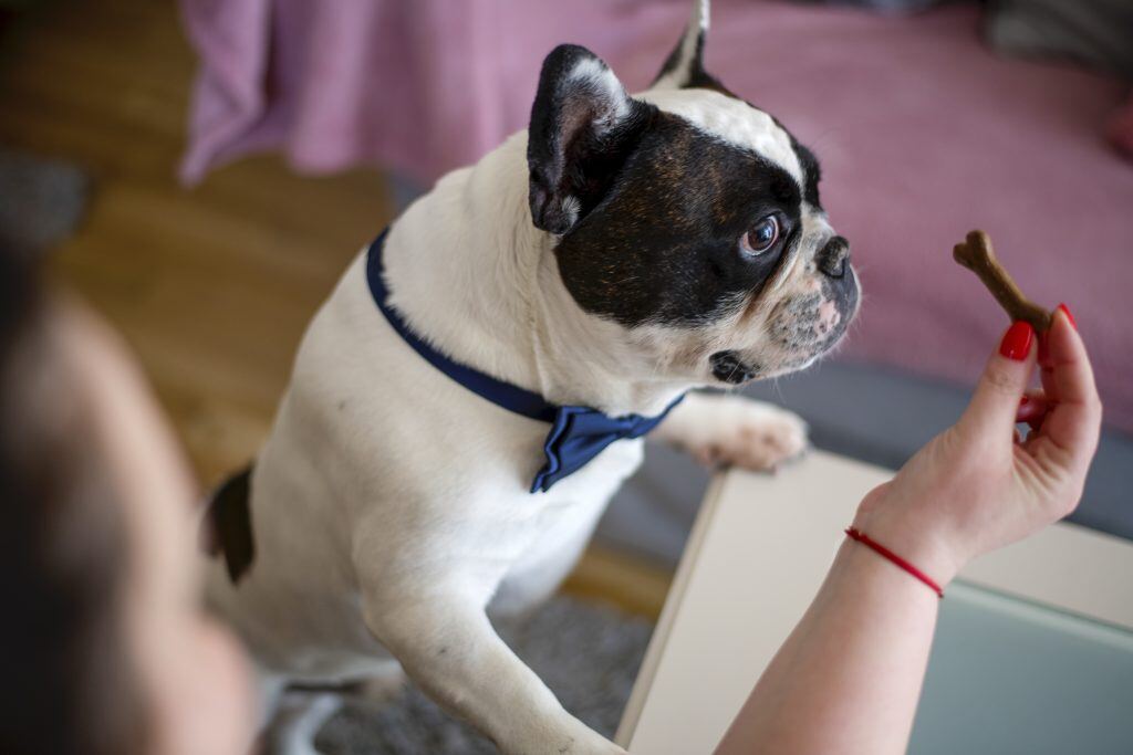 To get great pet photos, lure your dog to position with his favorite treats.