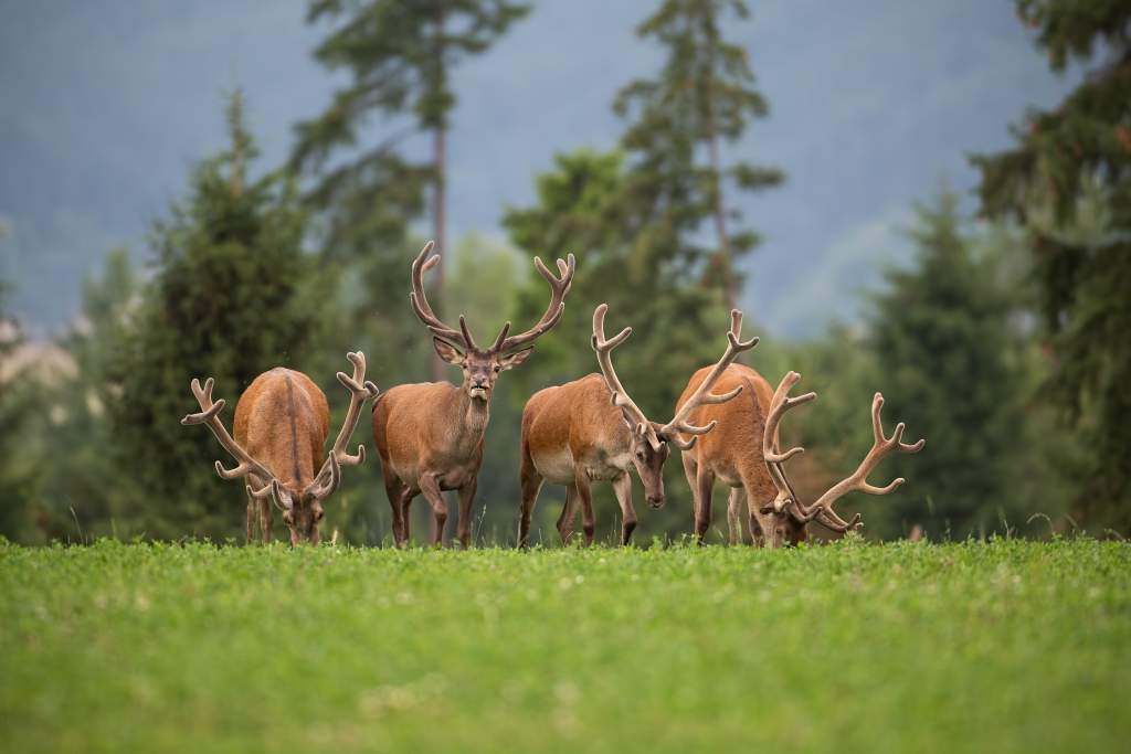 Wildlife photography ideas: get ahead of animal, they’re facing your location