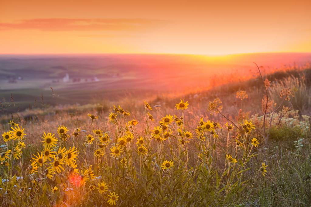 Landscape of sunflowers and mountains at sunset taken with iPhone 11 camera lenses.