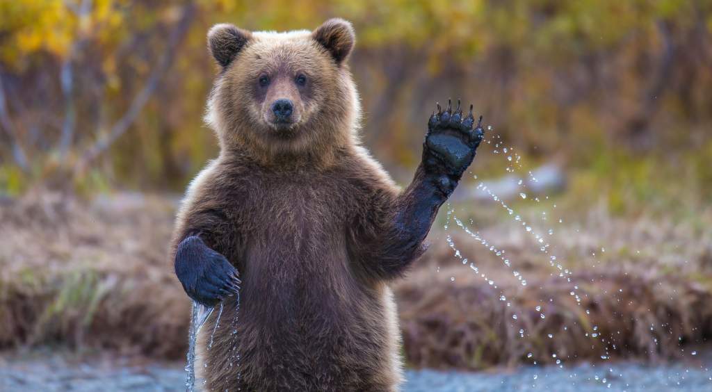 Wildlife photography ideas: catch animals gesturing, like a bear standing & waving a paw.