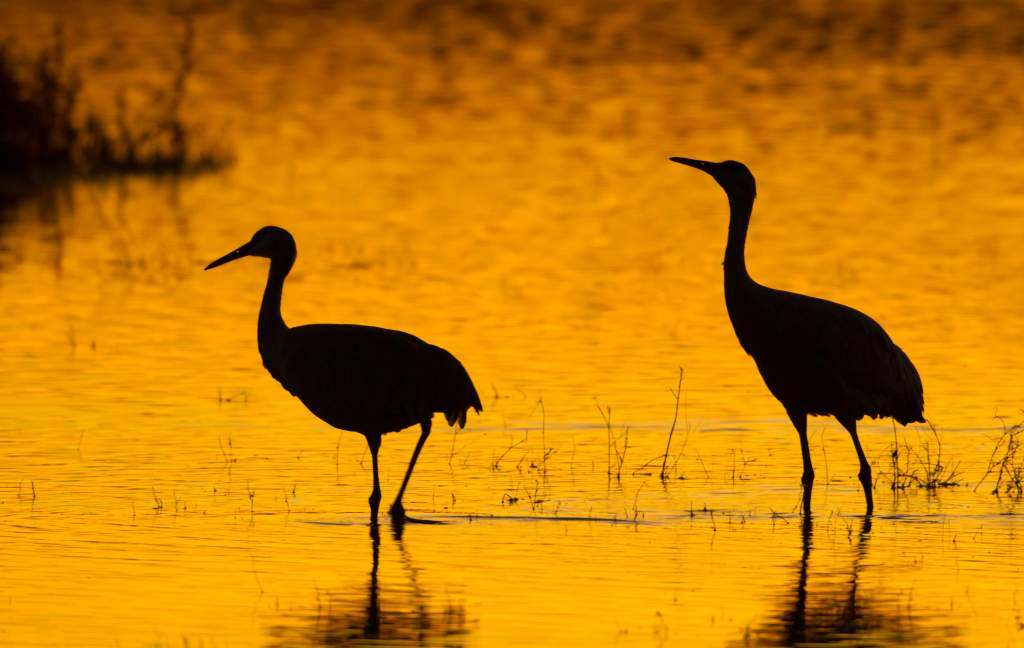 crane silhouettes in on a lake at sunset are great wildlife photography ideas.