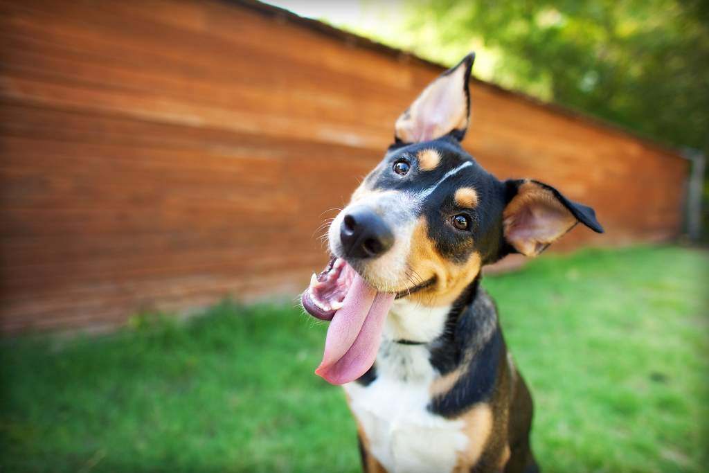 Use silly pet photos like this one in front of a barn to create Apple photo book projects.