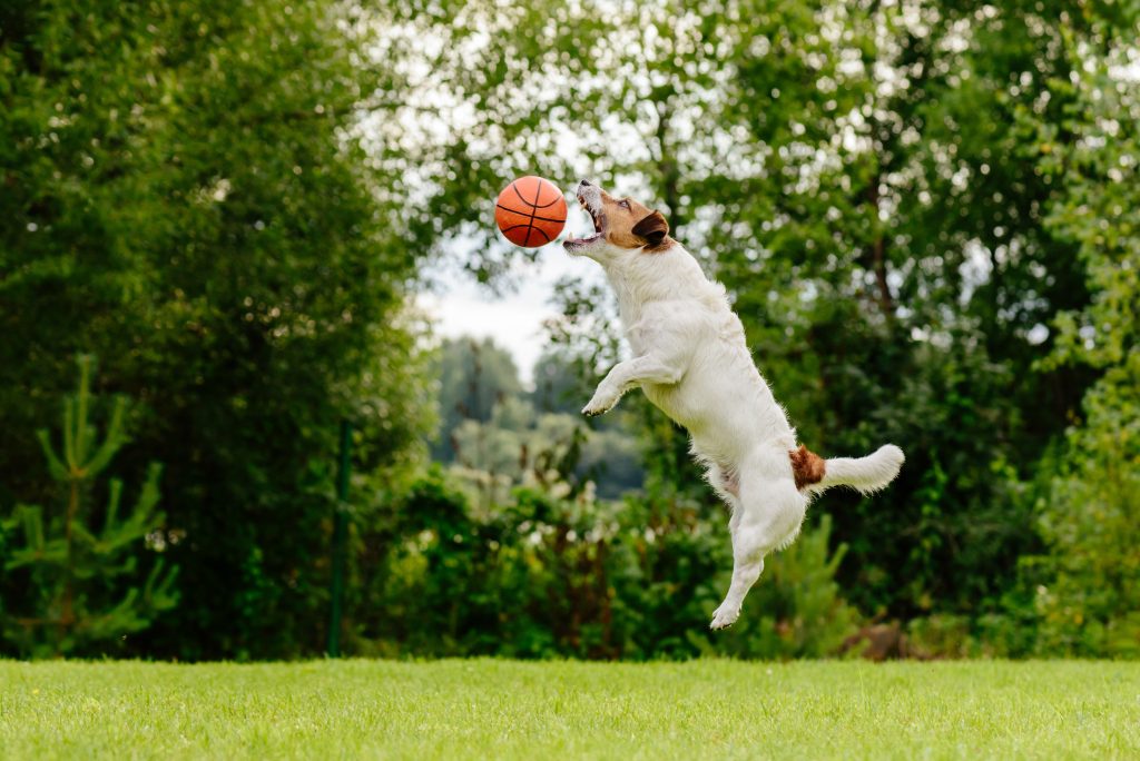 Catch your dog jumping for a basketball or other action shot with the right camera settings.