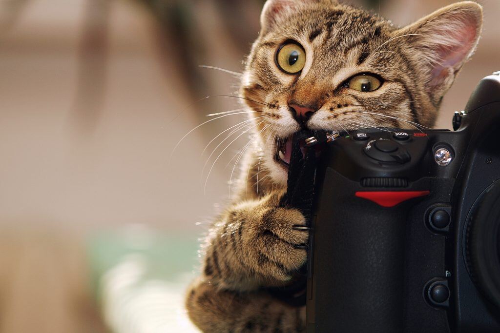 Get great pet photos from a kitten playing with a feather wand toy.