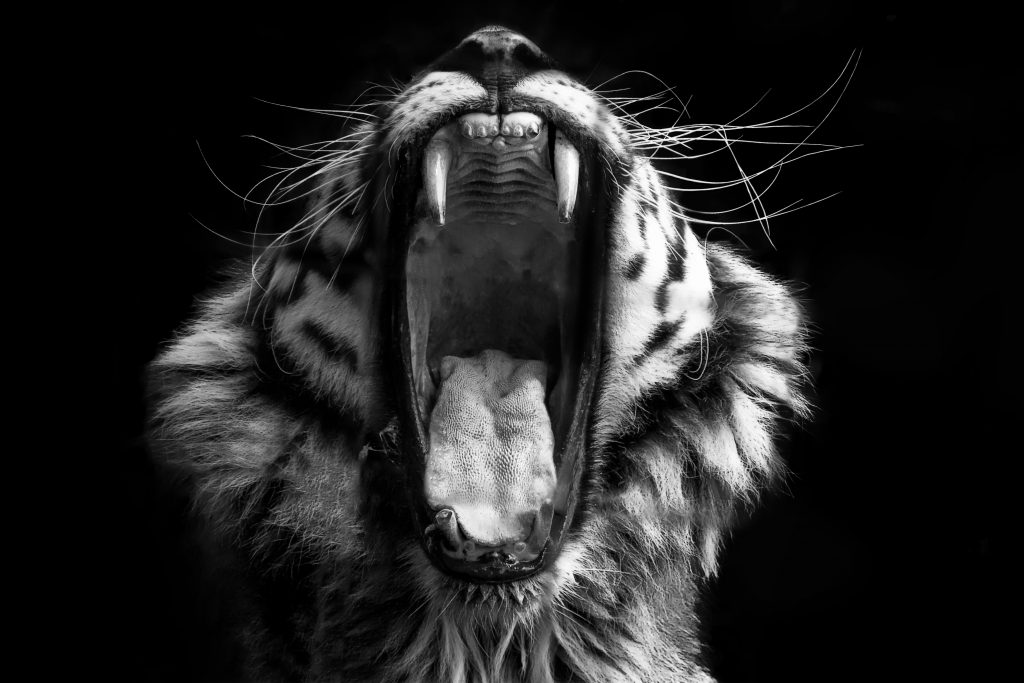 With these nature photography tips, you can capture a black and white photo of a roaring tiger.