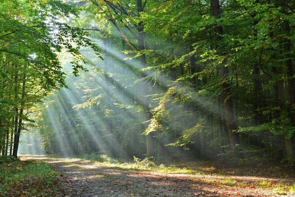 Sunlight shining through the trees | Motif