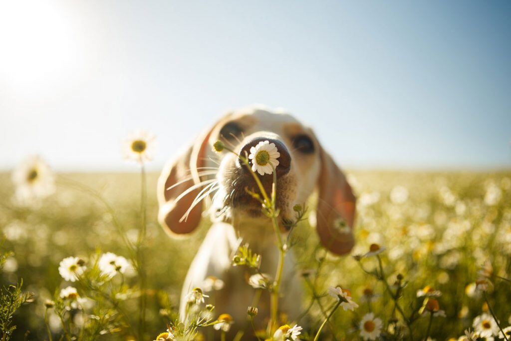 A puppy smelling a sunflower | Motif