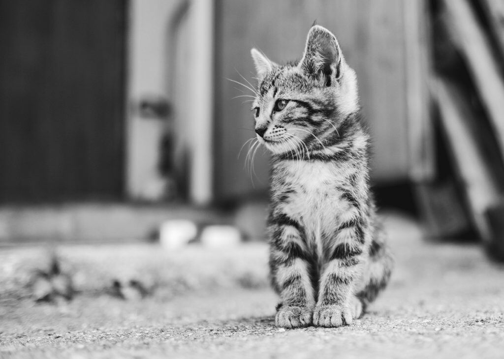 Black and White Portrait of a Striped Kitten | Motif