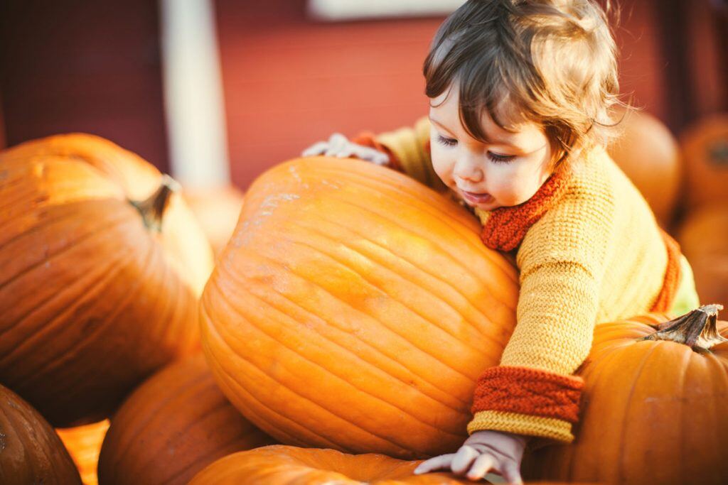 Toddler girl playing in a pumpkin patch